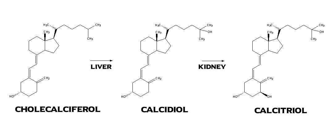 Image shows metabolism of cholecalciferol to calcitriol