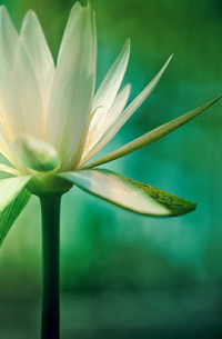 Image shows white flower on watercolor green background