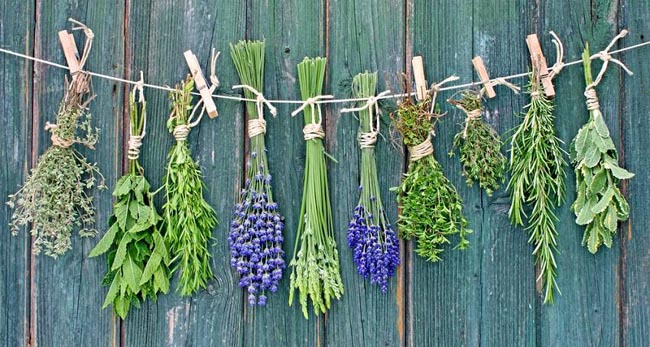 Bunches of herbs hanging on a line