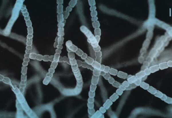 Streptomyces griseus bacteria