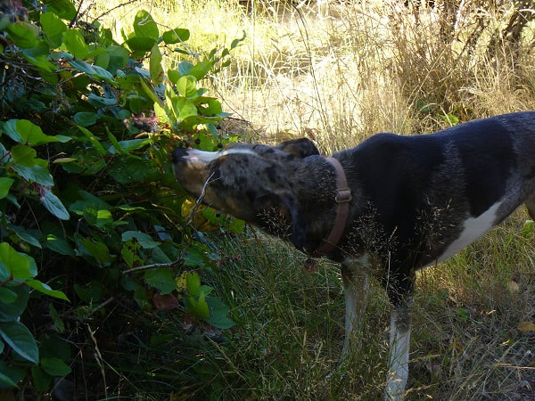 Taya (dog) eating berries off bush