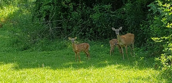 Mother deer and two fawns