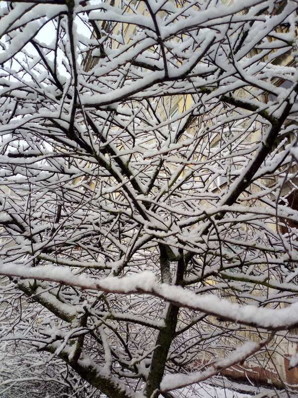 Snow on branches