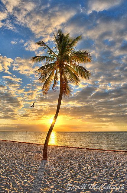 Sunrise above the beach with a palm tree on the sand