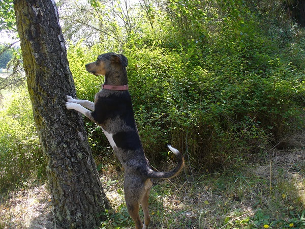 Dog on its hind legs and its front paws on a tree trunk