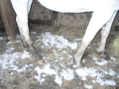 Grooming a white horse