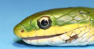 Side view of the head of a snake with a perfectly circular eye 