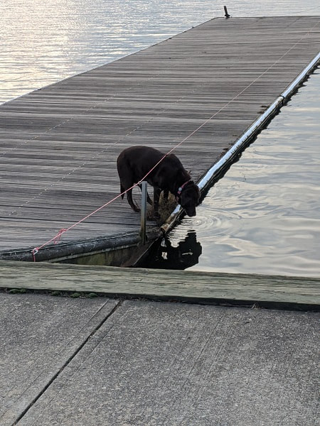 Chocolate Lab drinking water at the edge of the pier 
