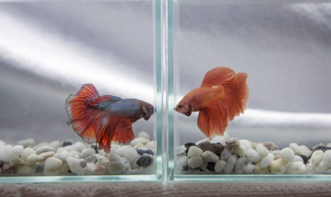 Two Betta fish staring at each other from separate tanks