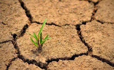 Green shoots growing through dry land