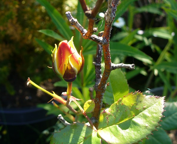 A rosebud that looks like someone munched on the leaves of the plant and the branches show winter damage. The bud, though, in shades of gold and red, is whole healthy and vibrant.