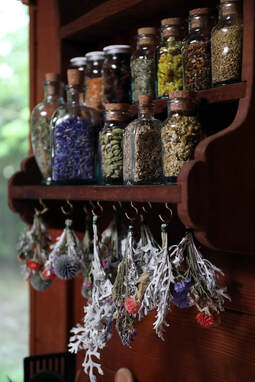 Shelf of jars full of dried herbs and herbs in the process of drying